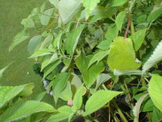 Ngalui,  Small Filipino Mulberry – Pipturus Aff.  Dentatus - Rare Fruit - 7 Seeds