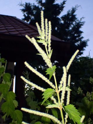 Long - Racemose False Nettle Boehmeria Longispica Rare Perennial Vegetable 25seeds