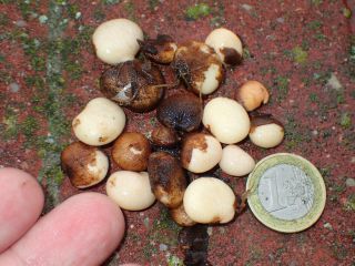 Hog Peanut (amphicarpaea Bracteata) Rare Vegetable,  Early Variety 5 Fresh Seeds
