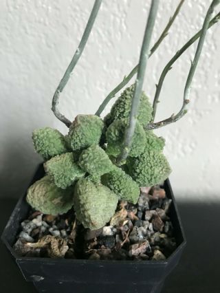 Adromischus marianae herrei ' GREEN ' form rare succulent plant not cactus 4