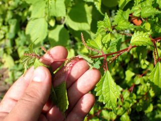 Racemose False Nettle - Boehmeria Spicata – Rare Perennial Vegetable - 25 Seeds