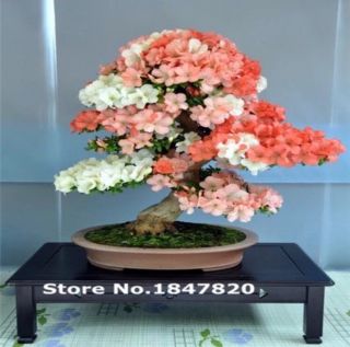 Us - Seller 50pcs Chinese Rare Bonsai Maple Tree Seeds