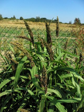 Indian Barnyard Millet - Echinochloa Frumentacea - Rare Cereal Grass - 25 Seeds