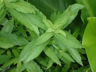 Rough Bugleweed - Lycopus Asper - Rare Tuberous Vegetable - 30 Seeds
