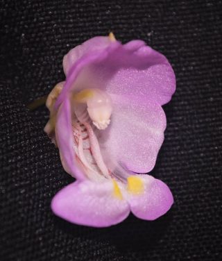 Impatiens Tuberosa 12,  Seeds Extreme Rare Madagascar Caudex Cliff Dweller Pink