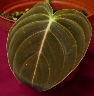 Philodendron Melanochrysum Rare Velvet Aroid Terrarium Plant