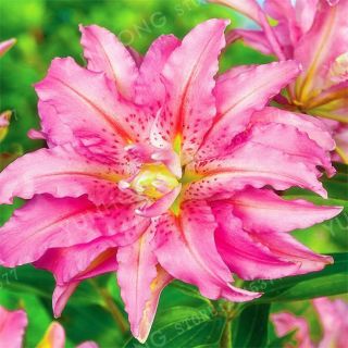 Lily Bulbs,  Not Seeds,  Perfume Lilies,  Rare Bulbs,  Special Pink,  Lily Flowers