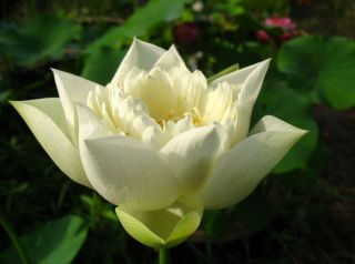 Peony Roots Rare White Perennial Rhizome Gardens Charming Flowers Easy Care