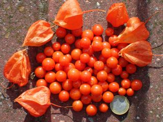 Rare Form Of Chinese Lantern With Delicious Non - Bitter Fruits - Physalis - 30seed