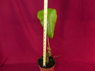 Anthurium Species Corrugated Rare Aroid Plant Philodendron 2