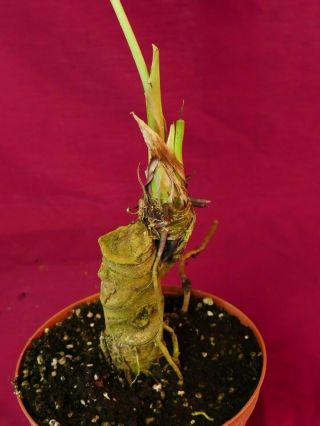 Anthurium Species Corrugated Rare Aroid Plant Philodendron 6