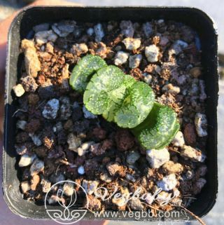Haworthia Black Wouters Truncata Rare Succulent Plant In 3 " Pot