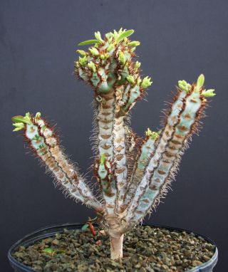 Euphorbia Iharanae Exotic Color Madagascar Rare Bonsai Blue Cacti Seed 10 Seeds