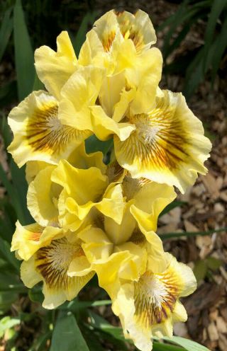 Yellow Rare Bearded Iris Bulbs Resistant Reblooming Blooms Twice Raspberry Yard