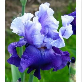 Stunning Re - Bloom Iris Bulbs Bearded Rare Root Plants Flower Stunning Garden