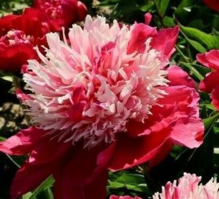 Rare Peony " Nellie ",  Root Not Seeds,  Perennial