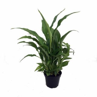 Peace Lily Plant - Spathyphyllium - Great House Plant - 4 " Pot Gift Holiday Rare
