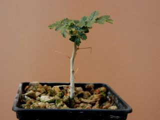Boswellia Sacra - Succulent - Caudex - Rare - Oman - Seedling