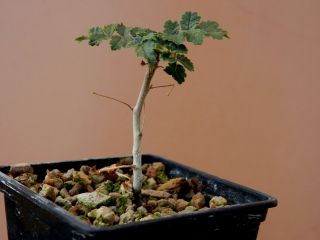 Boswellia sacra - Succulent - Caudex - Rare - Oman - Seedling 2