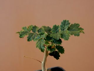 Boswellia sacra - Succulent - Caudex - Rare - Oman - Seedling 3
