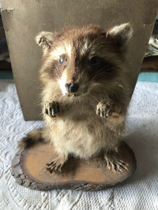 Baby Raccoon Taxidermy Full Body Wall Mount Wild Hunting Fur Man Cave Decor Rare