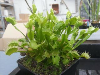 Venus Flytrap Stiletto (very Rare) Carnivorous Plant