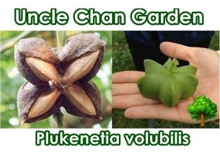 Uncle Chan Sacha Inchi Seed Very Rare Peanut Plukenetia Volubilis Fresh
