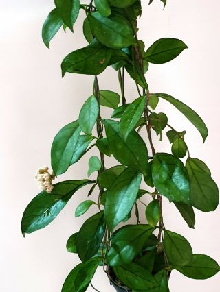 Hoya Hainanensis,  1 Pot Rooted Plant 22 - 30 Inches Very Rare