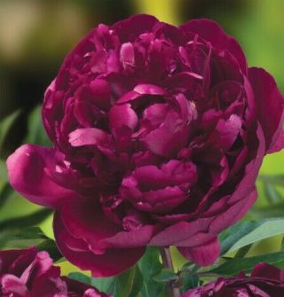 Rare Peony " Peter ",  Root With Eyes,  Not Seeds,  Perennial