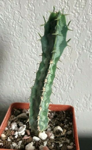 Euphorbia Quadrangularis Rare Succulent Plant Not Cactus Own Roots