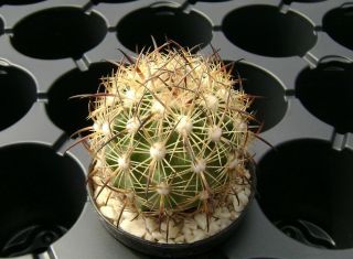 Echinomastus Durangensis Mmr 130.  1 Own Roots Rare Cactus 08040