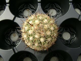 Echinomastus durangensis MMR 130.  1 OWN ROOTS Rare Cactus 08040 2