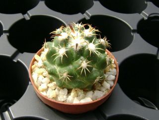 Coryphantha Tripugionacantha Own Roots Rare Cactus 08027