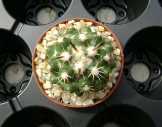 Coryphantha tripugionacantha OWN ROOTS Rare Cactus 08027 2