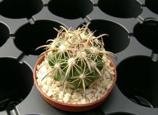 Echinomastus Unguispinus V.  Laui Vzd 152 Own Roots Rare Cactus 08024