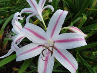 Crinum Lily,  Marcelle Sheppard,  Small - Size Bulb,  Rare,  Petite