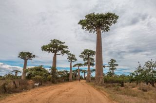 Baobab Tree Seeds Grow Your Own Rare Tropical Adansonia Digitata