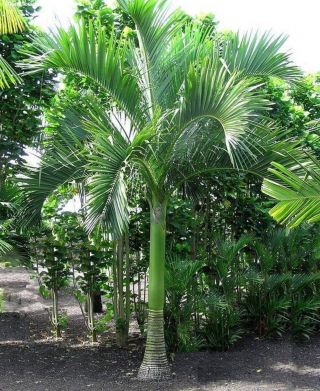 Carpoxylon Macrospermum 1 Gal / 6 " Pot Palm Tree Live Rare