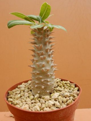 Pachypodium - Hybride - Succulent - Caudex - Rare - Madagascar - Import