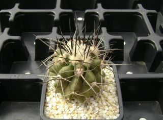 Copiapoa Totoralensis Own Root Rare Cactus 05152