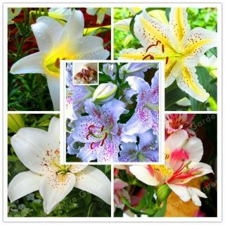 Perfume Lilies White (not Bonsai),  Rare Flower Garden Plant,  Flowers Lily - 10bulbs