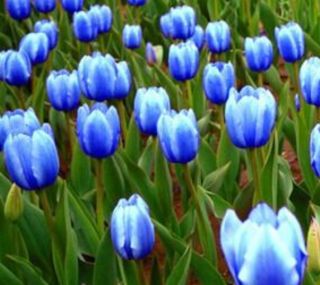 Rare Blue Tulip Bulbs Flower Perennial Resistant Stunning Fragrant Plant Balcony