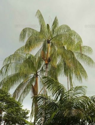 Euterpe Precatoria (1 Gal/6 " Pot) Palm Tree Live Tropical Rare (edible Fruit)