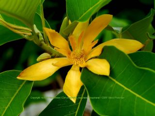 5 Seeds Joy Perfume Tree Rare Magnolia Stunning Orange Fragrant Blossoms