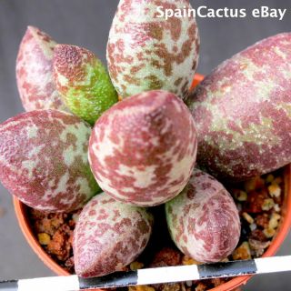 Adromischus Marianiae Var.  Alveolatus “borhansplect” Rare Succulent Plant 16/6