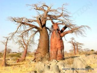 Baobab Tree Adansonia Digitata Rare Bonsai Exotic Flowering Bottle Seed 10 Seeds