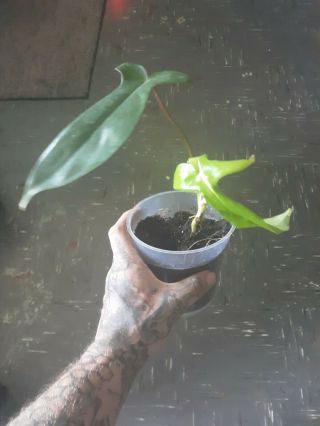 Philodendron ‘Florida ghost’ - Rare Aroid - Houseplant 4 inch pot 2