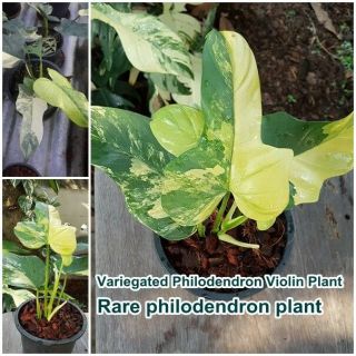Variegated Philodendron Violin Plant Rare Philodendron Plant For Grow