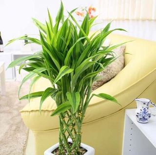 50pcs 100 Rare Lucky - Bamboo Seeds Anti Radiation Absorb Dust Tree Seed