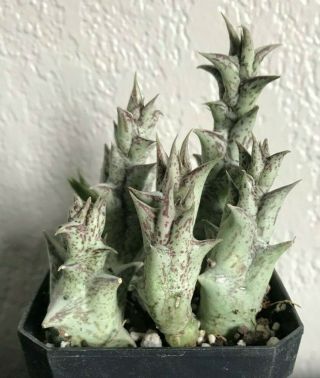 Caralluma Hespiderum Multiple Plants Rare Succulent Plant Not Cactus Orbea